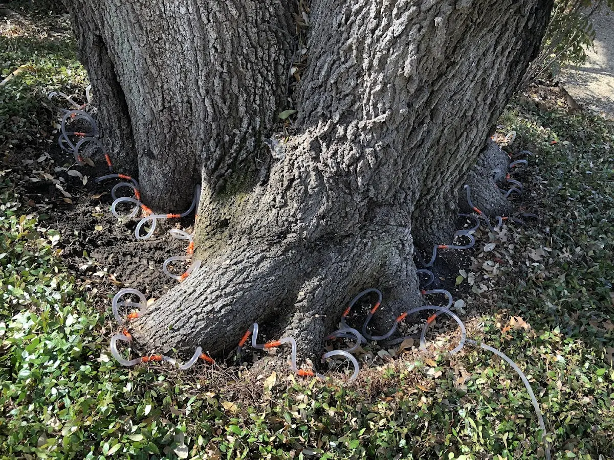 Detailed Tree Cabling and Bracing job site in Willingboro