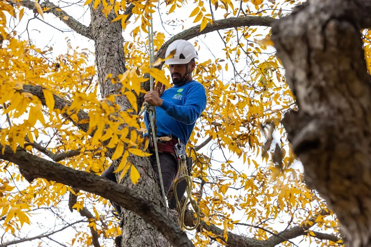 Skilled Tree Planing crew working in Willingboro