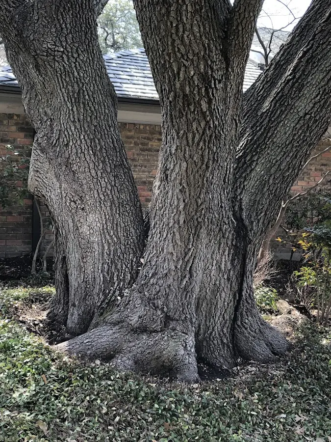 Mature heritage tree close to a Willingboro property cared for by certified arborists